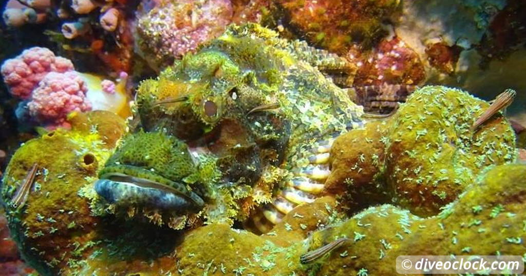 SCUBA QUIZ: Can You Identify these Sea Creatures?  Quiz 10 Marine ID