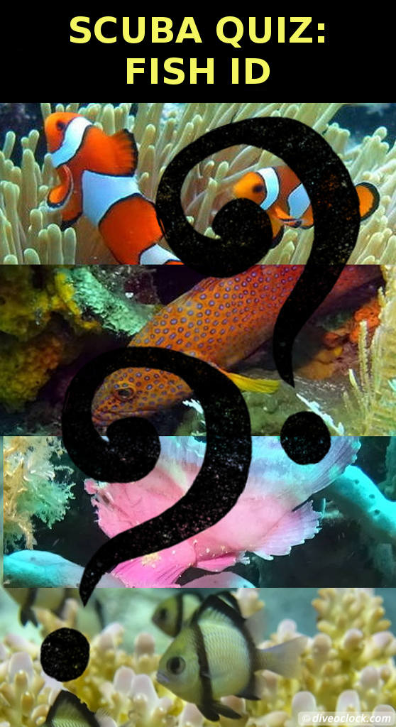 SCUBA QUIZ: Can You Identify these Fish Species?