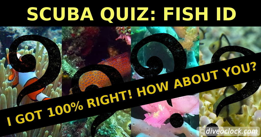 SCUBA QUIZ Can You Identify these Fish Species? Dive O'Clock!