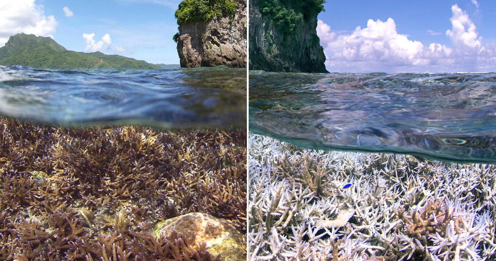 Recycling Old Fishing Nets Into Beautiful Carpet Tile  Quiz 16 Chasing Coral 