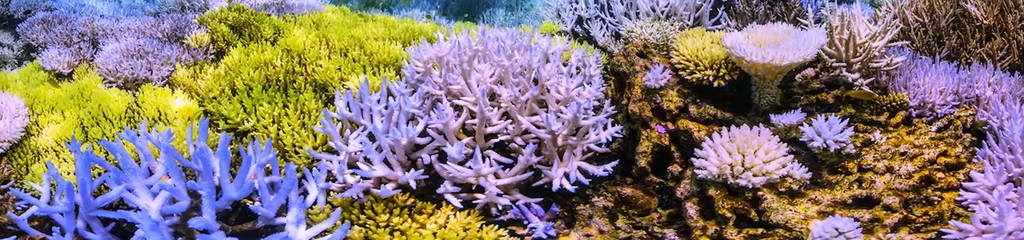 FlourescingCoral-CreditNetflix.jpg