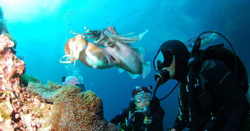 SCUBA QUIZ: Can You Identify these Marine Life Species?  Quiz 1 SCUBA