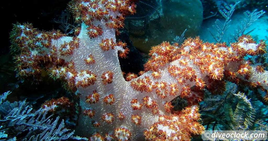 SCUBA QUIZ: Can You Identify these Sea Creatures?  Quiz 20 Coral ID