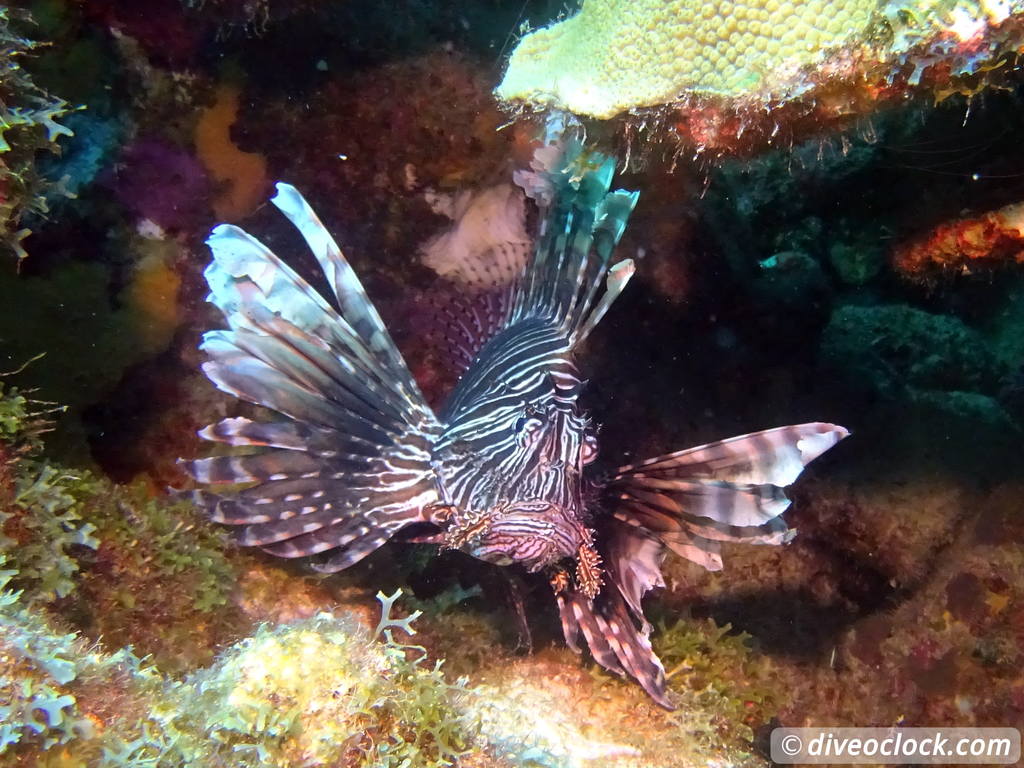 lionfishbonaire.jpg