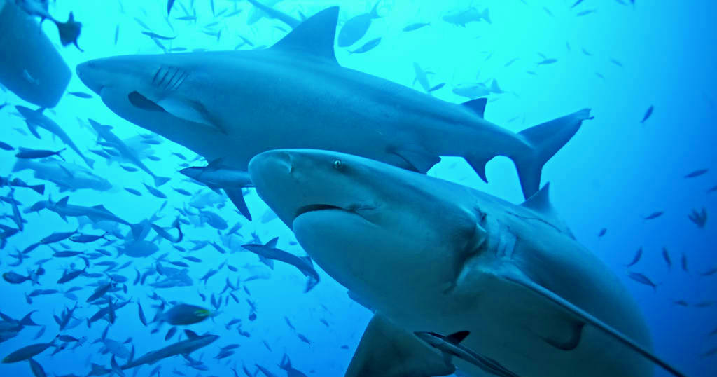 The Risks of Touching Marine Life Explained  Quiz 23 Sharks 