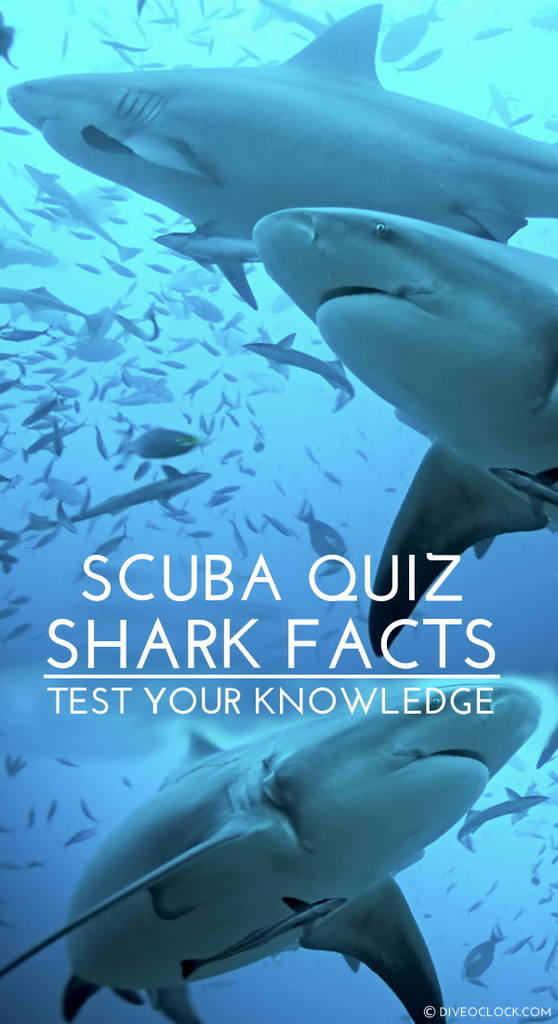 SCUBA QUIZ: What Do You Know About Sharks?