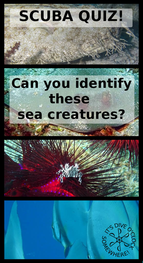 SCUBA QUIZ: Can You Identify these Sea Creatures?