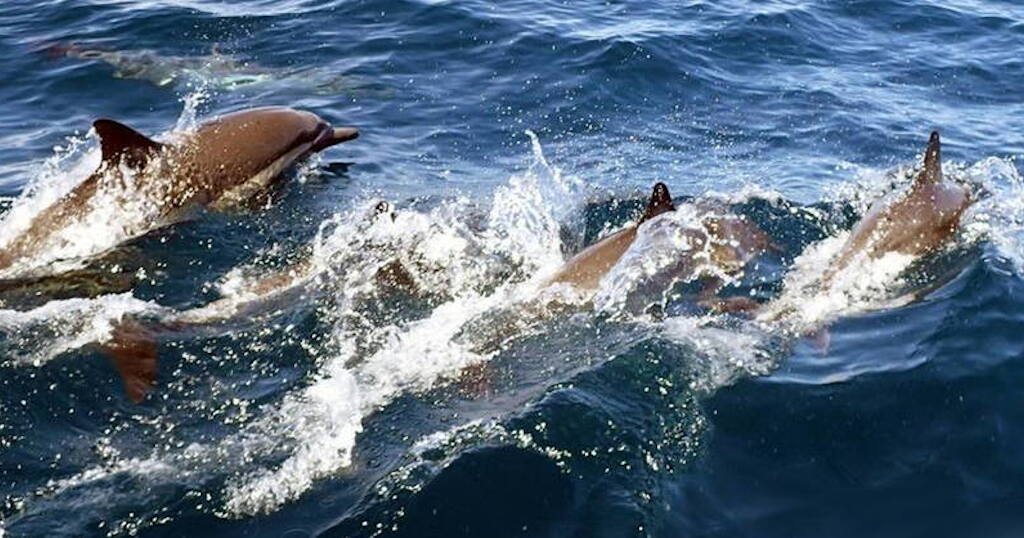 Snorkeling with Mobula Rays in Mexico Guided by a Marine Biologist   Travel Mexico Baja California 