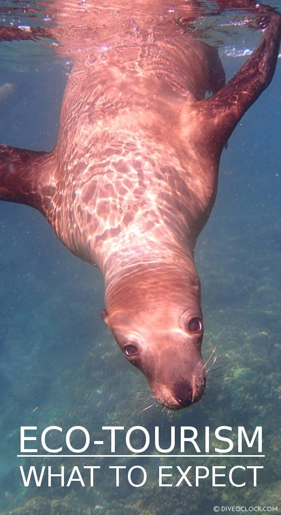 Dive Expeditions with a Marine Biologist in Baja California, Mexico