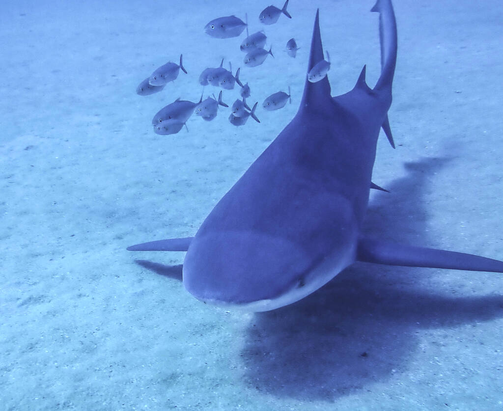 whale sharks mexico_diveoclock