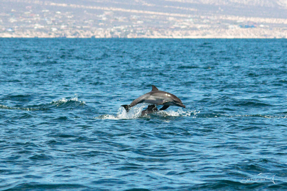 pelicans_mexico_diveoclock