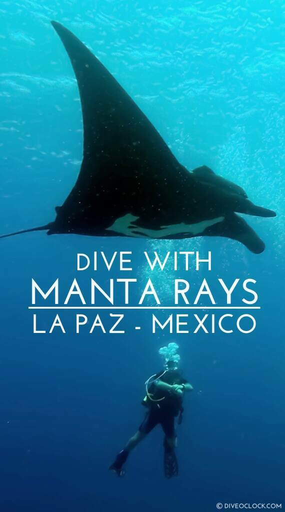 Dive with Manta Rays in La Paz, Mexico