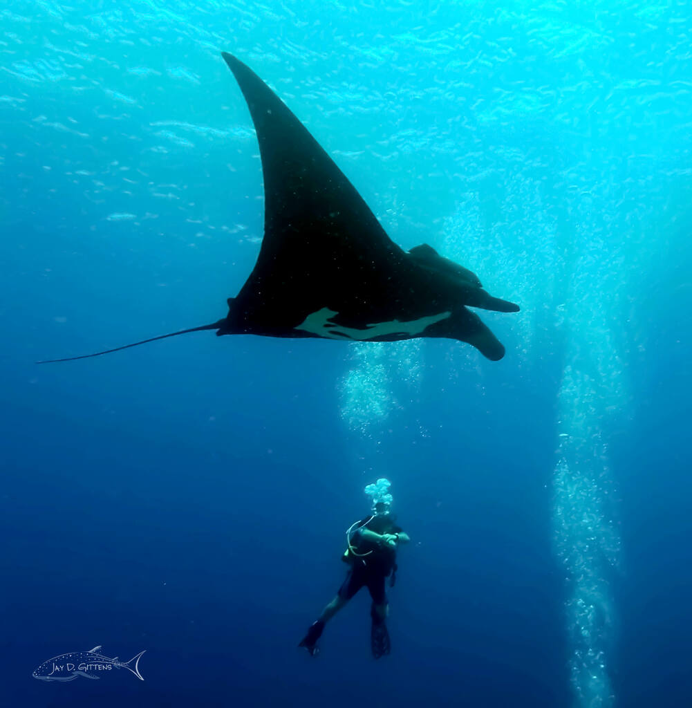 manta ray_mexico_diveoclock