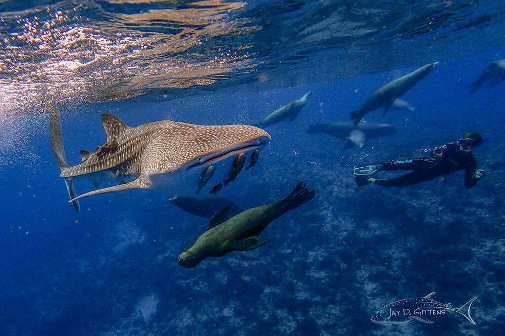 sea_lion_mexico_diveoclock