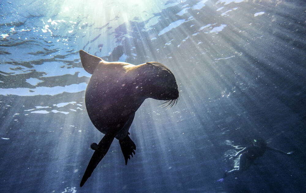 sea_lion_mexico_diveoclock