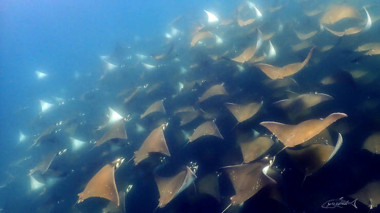 mobula rays mexico_diveoclock