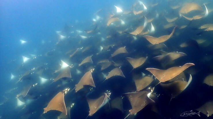 mobula rays mexico_diveoclock