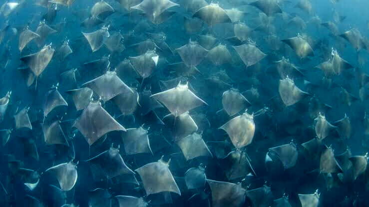 mobula rays mexico_diveoclock