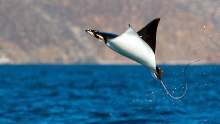 mobula rays mexico_diveoclock