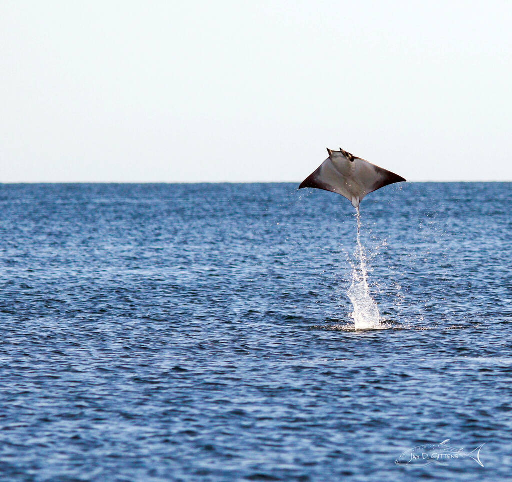 mobula rays mexico_diveoclock