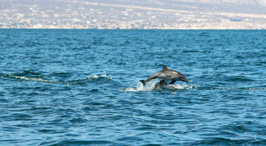 dolphin-common-calf-full-breach