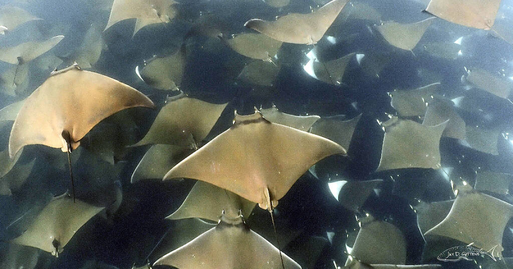 mobula rays mexico