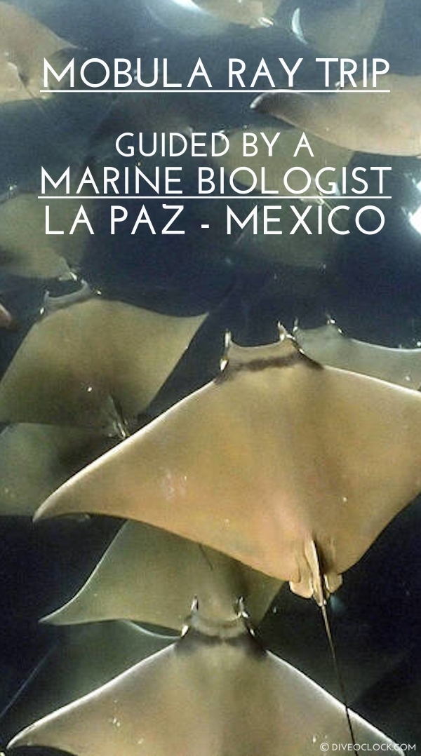 Snorkeling with Mobula Rays in Mexico (guided by a Marine Biologist)