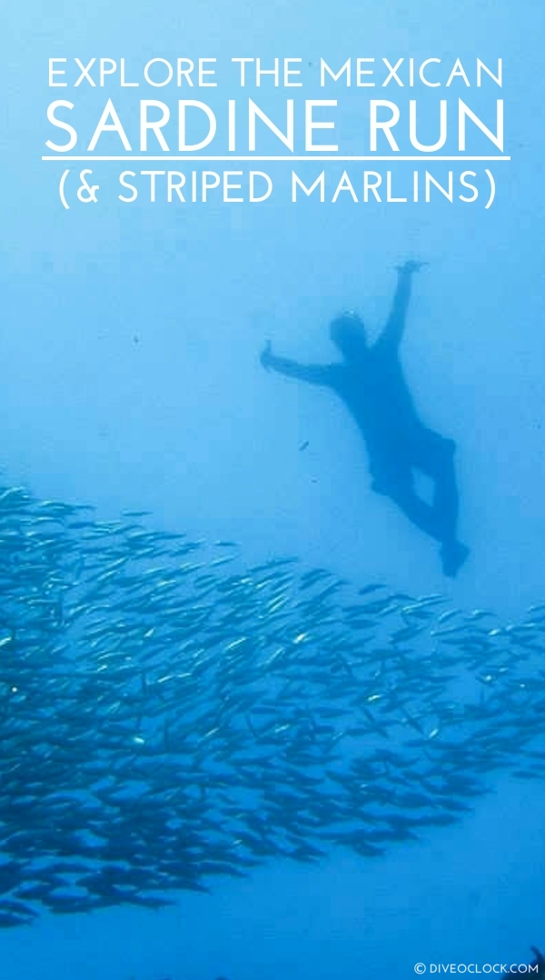 Explore the Mexican Sardine Run (and watch Striped Marlins too)