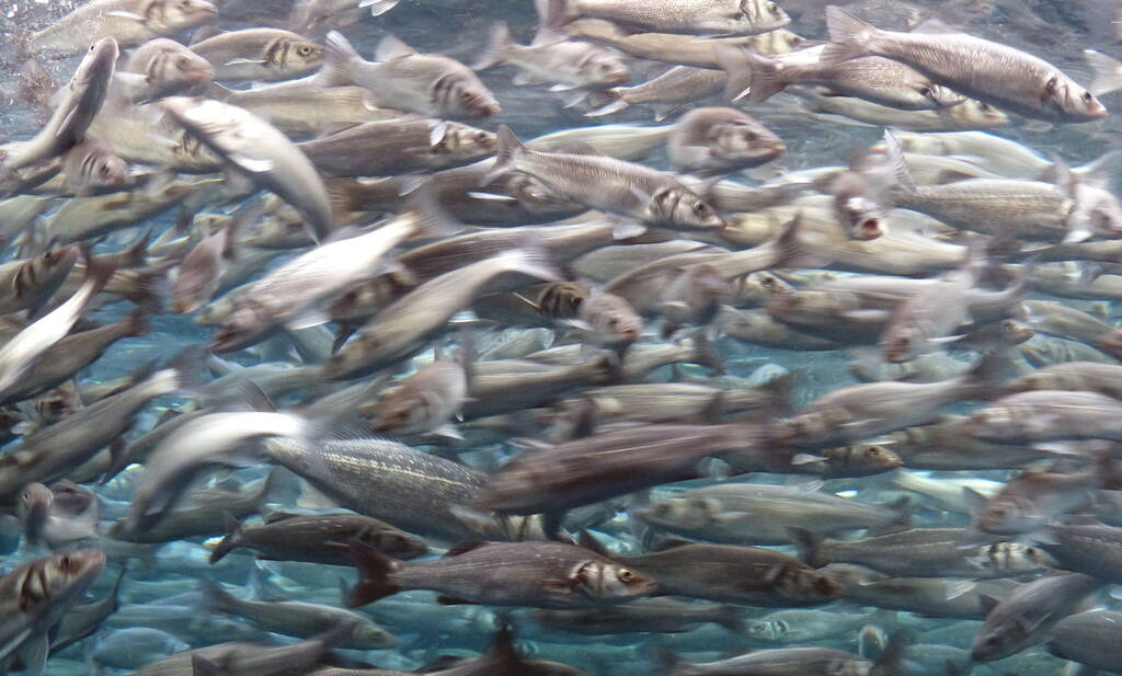 sardine_run_mexico_diveoclock