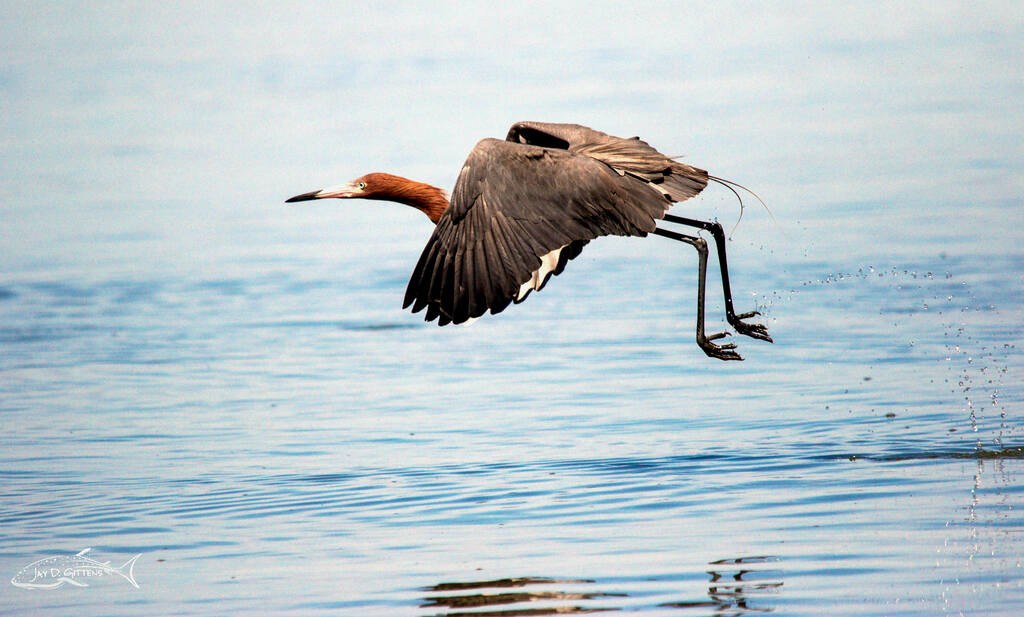 redish-egret_mexico_bird