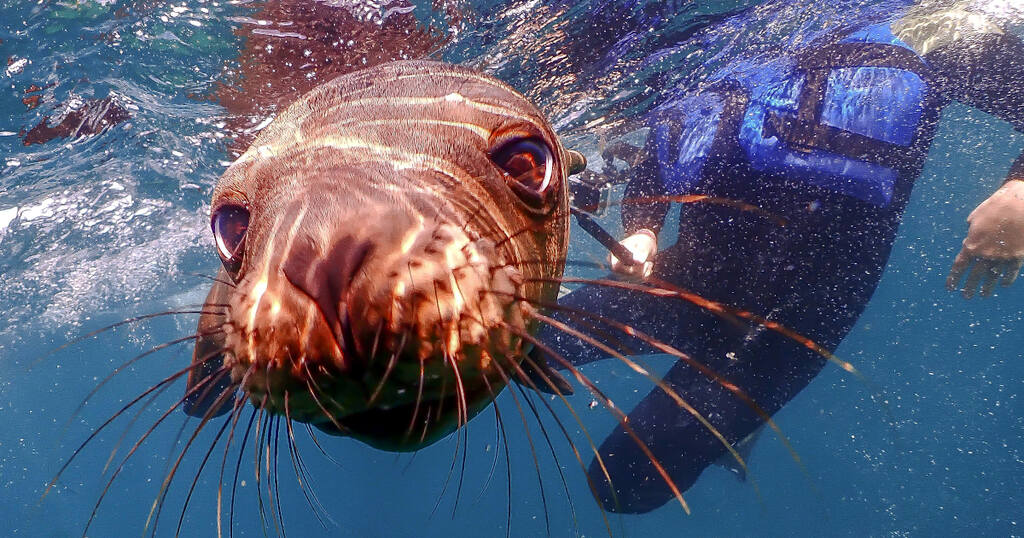 Explore the Mexican Sardine Run And watch Striped Marlins too   Travel Mexico Sea Lions 