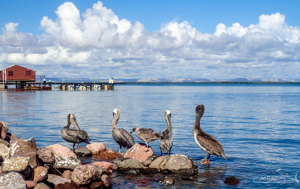 pelicans_mexico_diveoclock