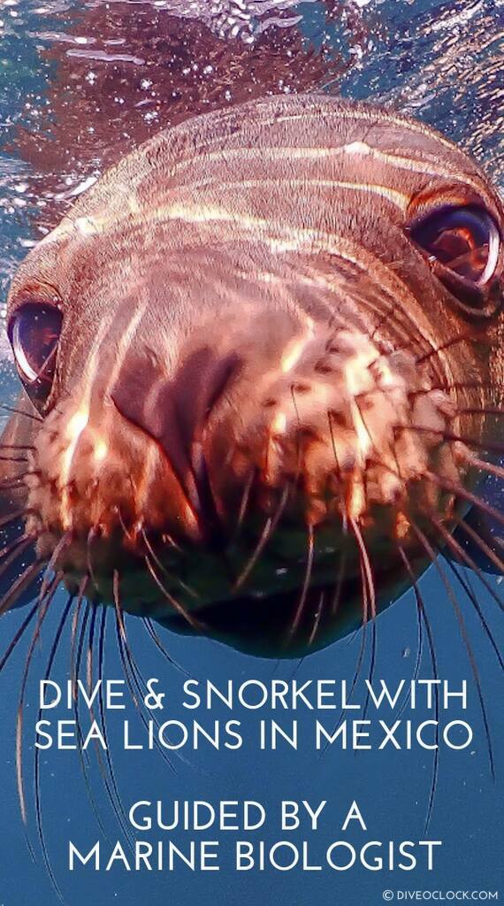 Dive & Snorkel with Sea Lions in Mexico - Guided by a Marine Biologist