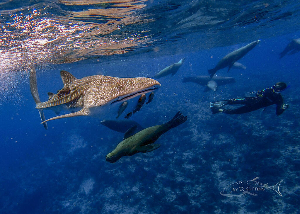 scuba_diving_mexico_diveoclock