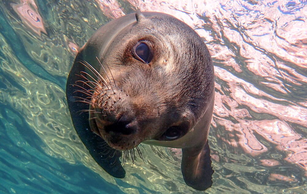 sea_lion_mexico_diveoclock