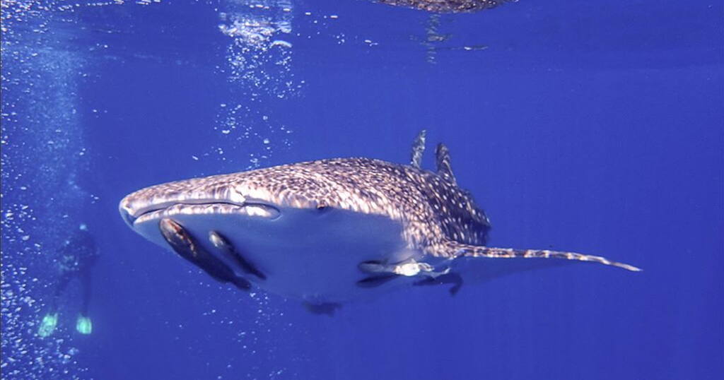 Watching the Ostracods glow on Bonaire   Travel Mexico Whale Sharks 