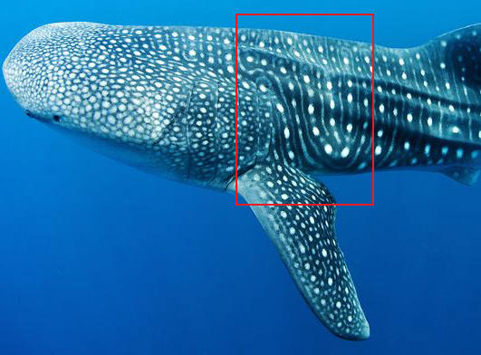 whale sharks ID mexico_diveoclock