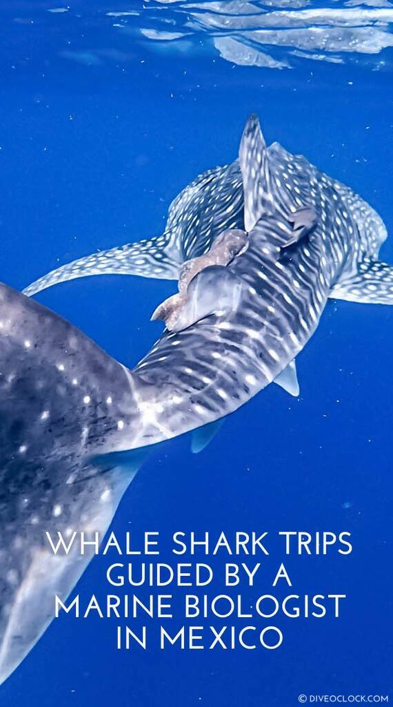 Whale Shark Trips Guided by a Marine Biologist in Mexico