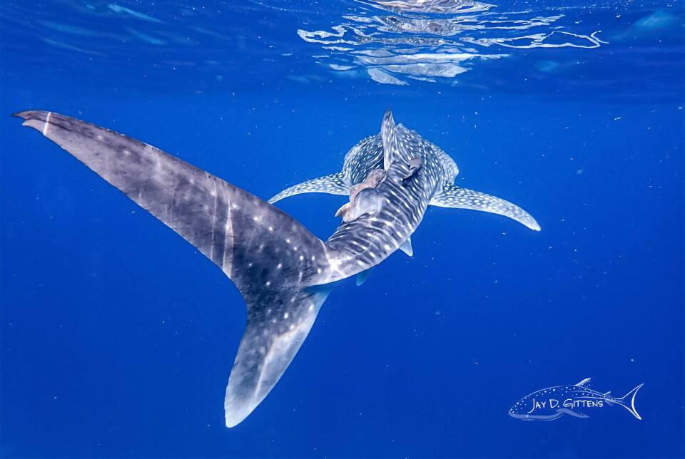 whale sharks mexico_diveoclock