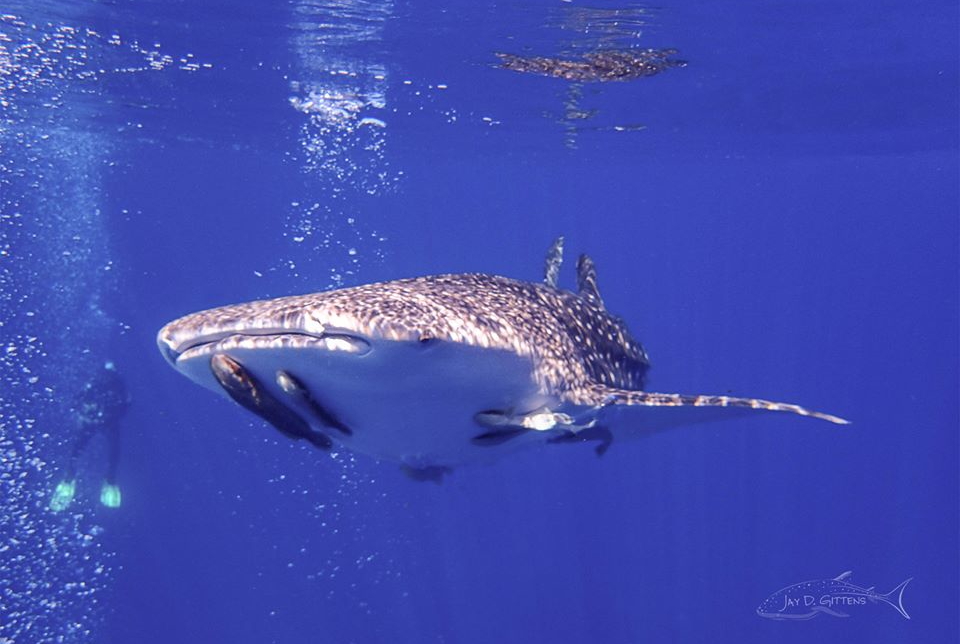 whale sharks mexico_diveoclock