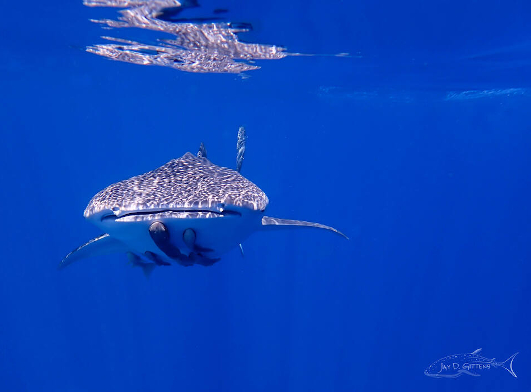 whale sharks mexico_diveoclock