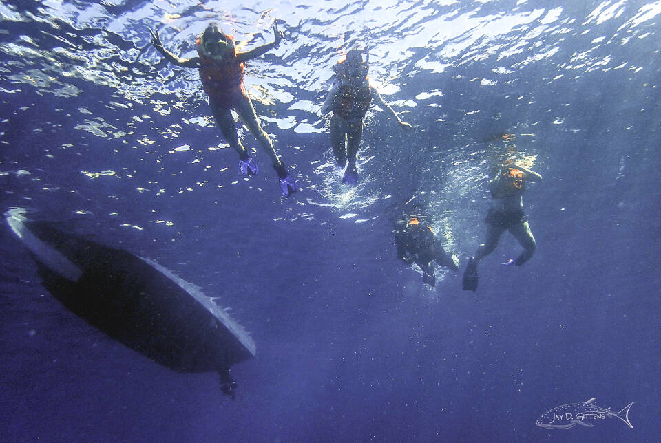 whale sharks mexico_diveoclock