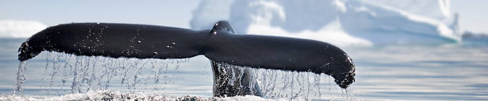 Liveaboard Special Deals and Last Minute Discounts Alaska Liveaboard Diveoclock Scuba Diving1