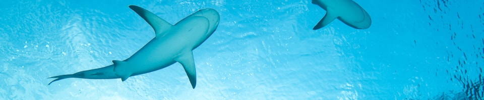 Liveaboard Special Deals and Last Minute Discounts Bahamas Liveaboard Diveoclock Scuba Diving1