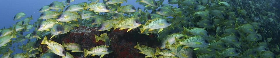 Liveaboard Special Deals and Last Minute Discounts Djibouti Liveaboard Diveoclock Scuba Diving1
