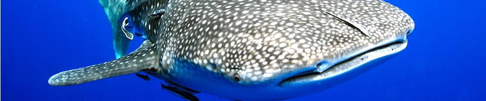 Liveaboard Special Deals and Last Minute Discounts Honduras Liveaboard Diveoclock Scuba Diving1