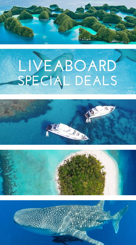Liveaboard Special Deals and Last Minute Discounts