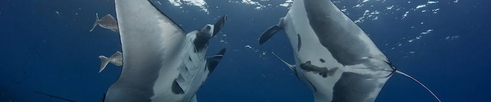 Liveaboard Special Deals and Last Minute Discounts Mexico Liveaboard Diveoclock Scuba Diving1