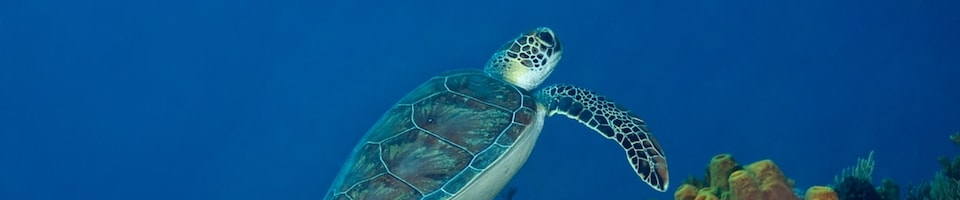 Liveaboard Special Deals and Last Minute Discounts St Maarten Liveaboard Diveoclock Scuba Diving1