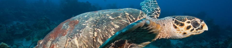 Liveaboard Special Deals and Last Minute Discounts Turks And Caicos Liveaboard Diveoclock Scuba Diving1